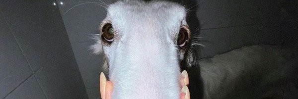 riginalName1 Profile Banner