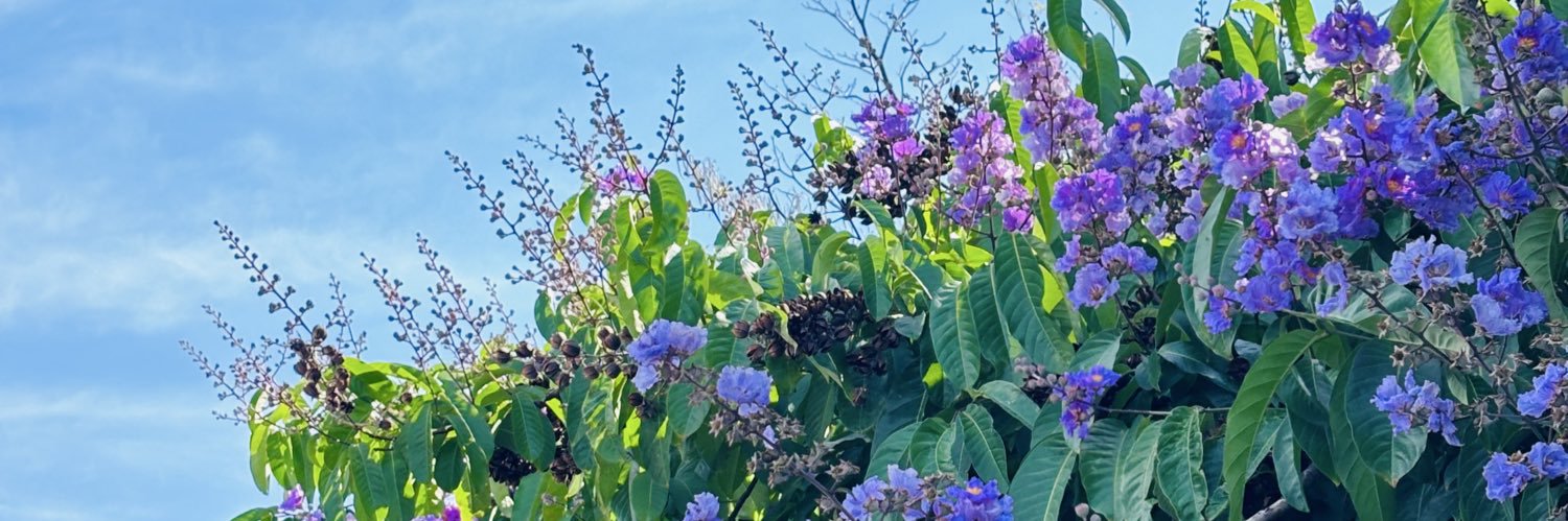 ErisNox 🍏🌙 banner