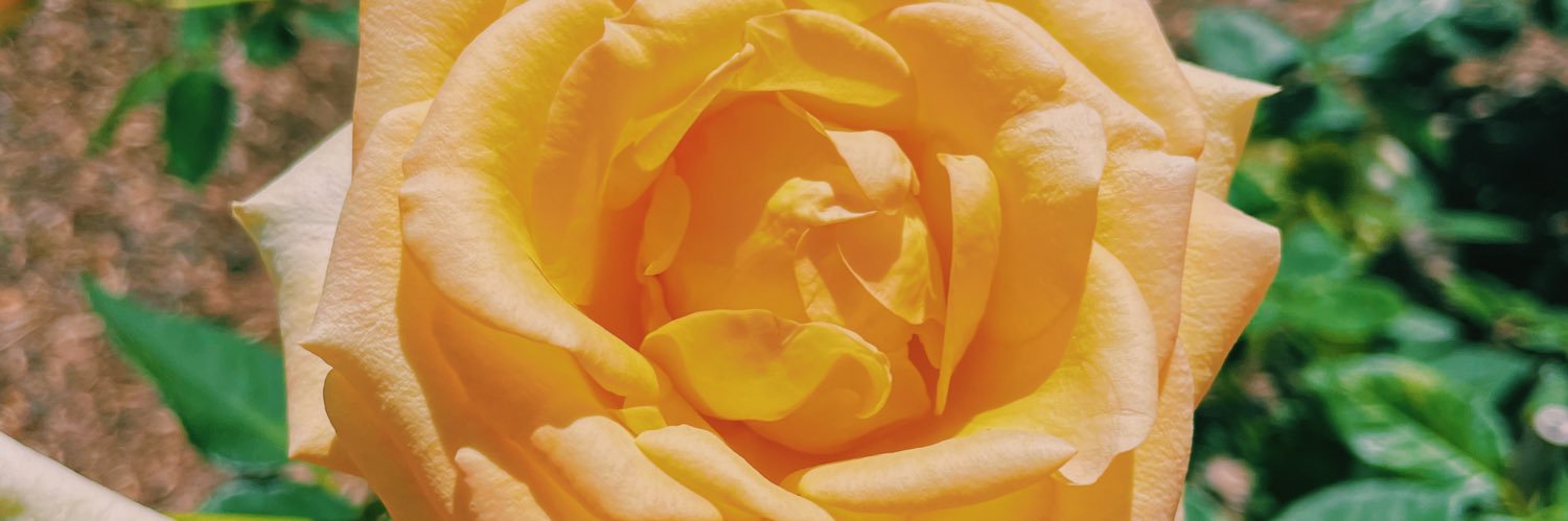 liaguzman's profile banner image