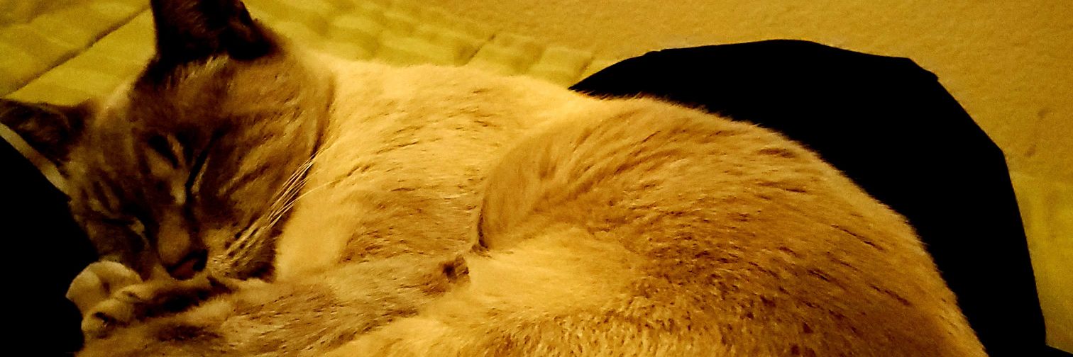 therealtovar1's profile banner image