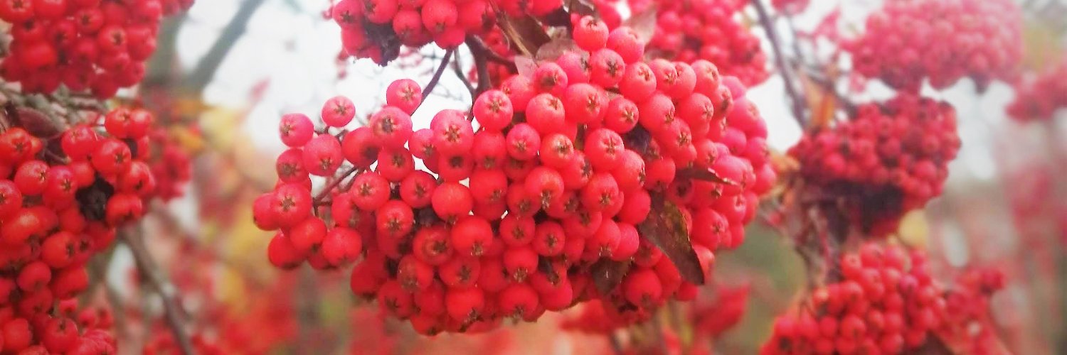 靴家さちこ banner