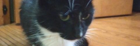 starrazer 🍉 banner