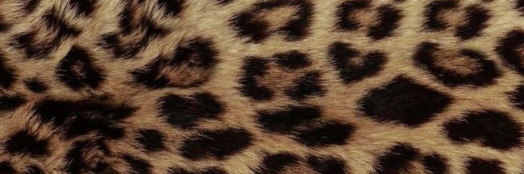 CAY🐆's banner