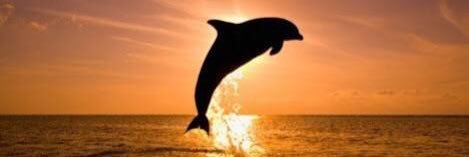 Piscis59317459's profile banner image
