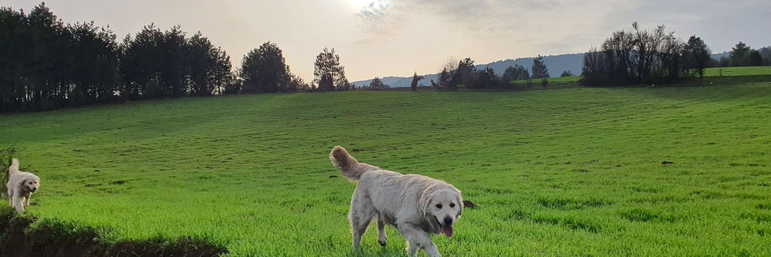 Okanglydn's profile banner image