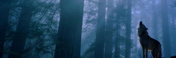 TuHS_Wolves Profile Banner