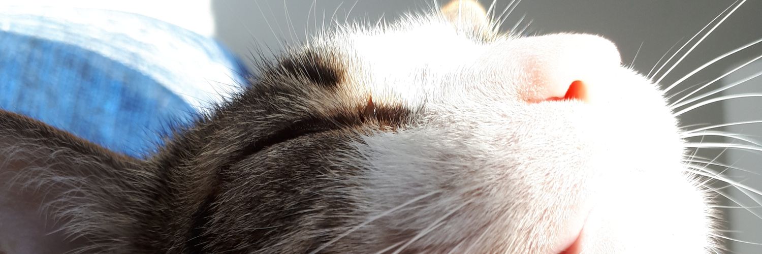 lqueirozc's profile banner image