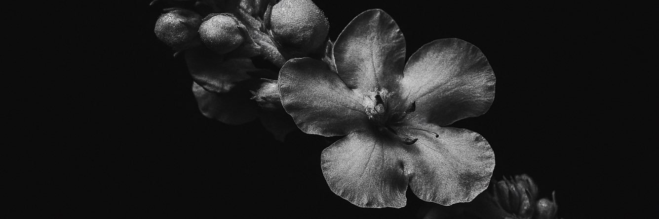 🥀🖤LELE🖤🥀 banner