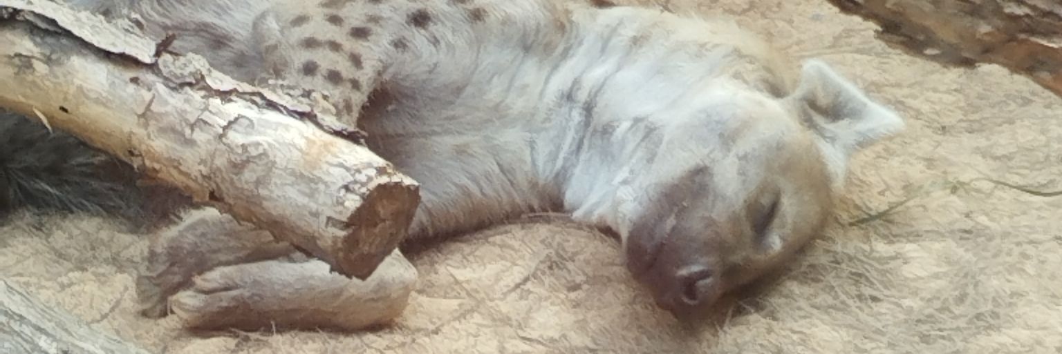 Laurent_bucchi banner