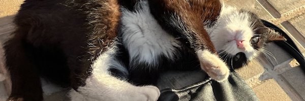 naileashitpost Profile Banner