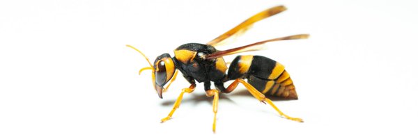 StingScience Profile Banner