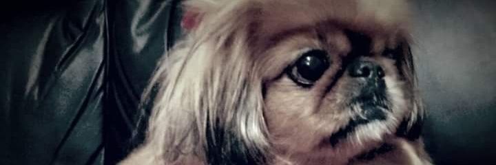 BabiBoneli_SNT's profile banner image
