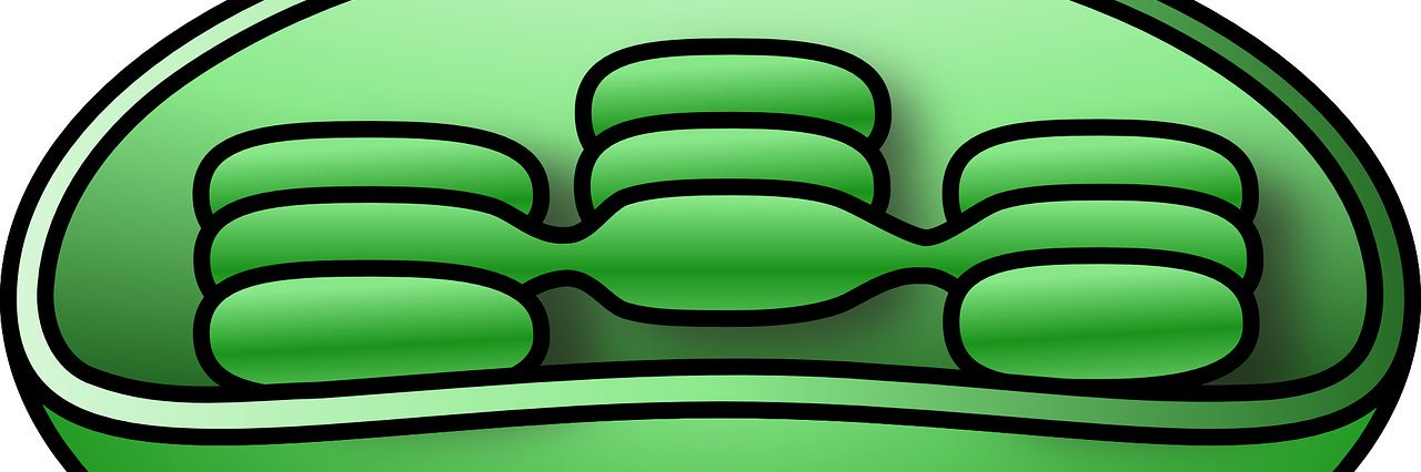 _mrchloroplast's profile banner image