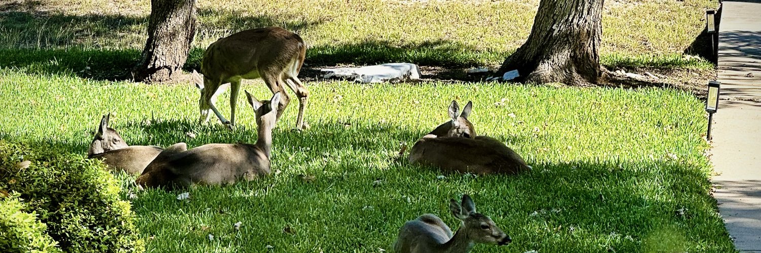 That Girl 🇨🇦🇺🇸! banner