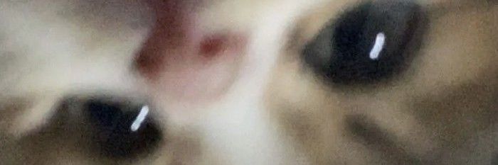 geçerken uğradım🐈's banner