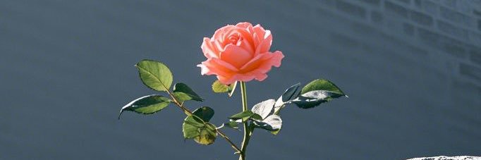 XTYC (X2CAPE OUT NOW ) banner