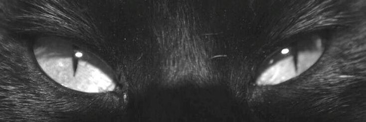 🌙 banner