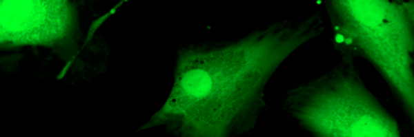 Vedzy Profile Banner