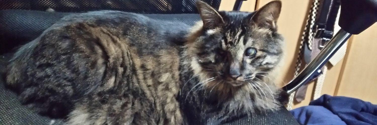 うしのしん banner