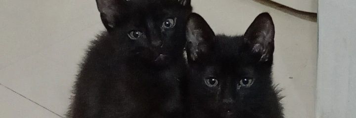 anainemor's profile banner image