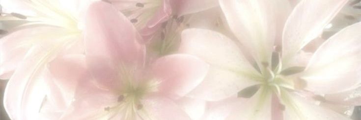 bila 🌸 || ⊙⊝⊜ banner