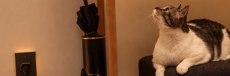 luciascarvalho's profile banner image