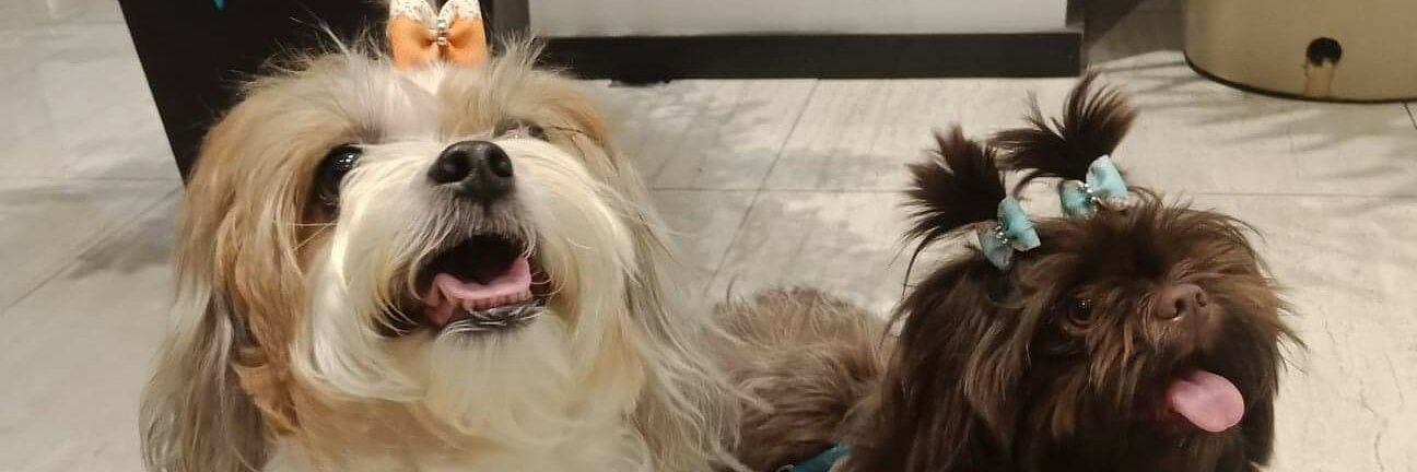 papajaii's profile banner image