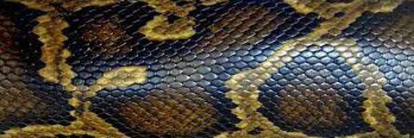 SeductiveSerpe1 Profile Banner