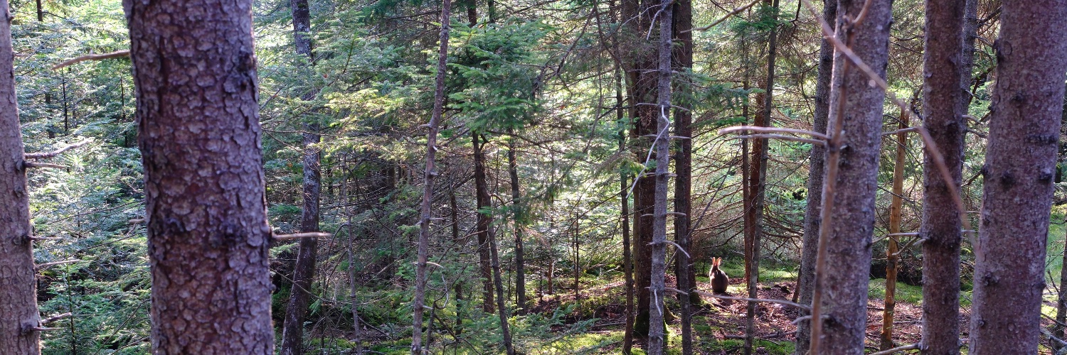 Michael Ewens banner