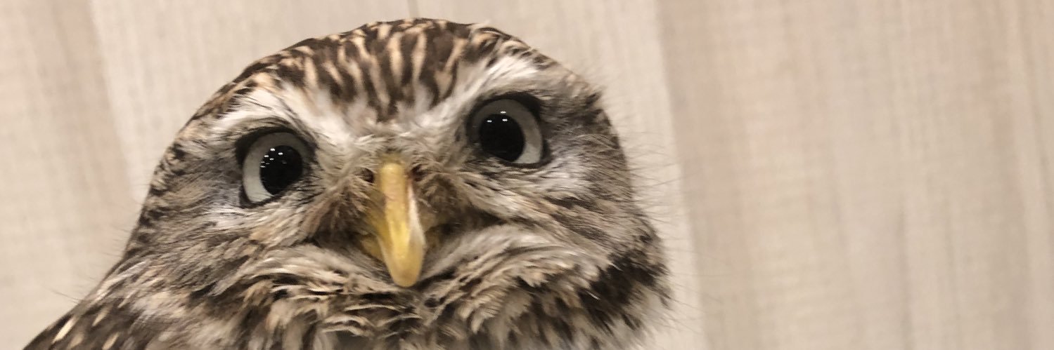 BUIBUIMOLCAR's profile banner image