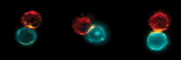 yuval_shap Profile Banner