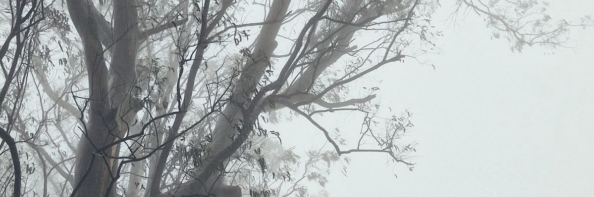 fiohooo's profile banner image