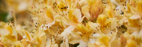 GabrielaramosrR Profile Banner