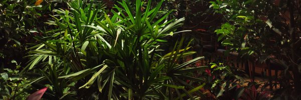 VSR10061978 Profile Banner