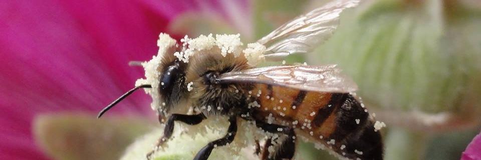 EncinitasBee's profile banner image