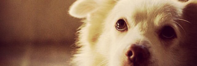 sam_ozman's profile banner image