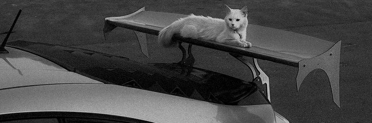 𓆩 ♡ 𓆪 banner