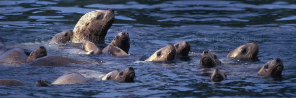 Cronutt1 Profile Banner