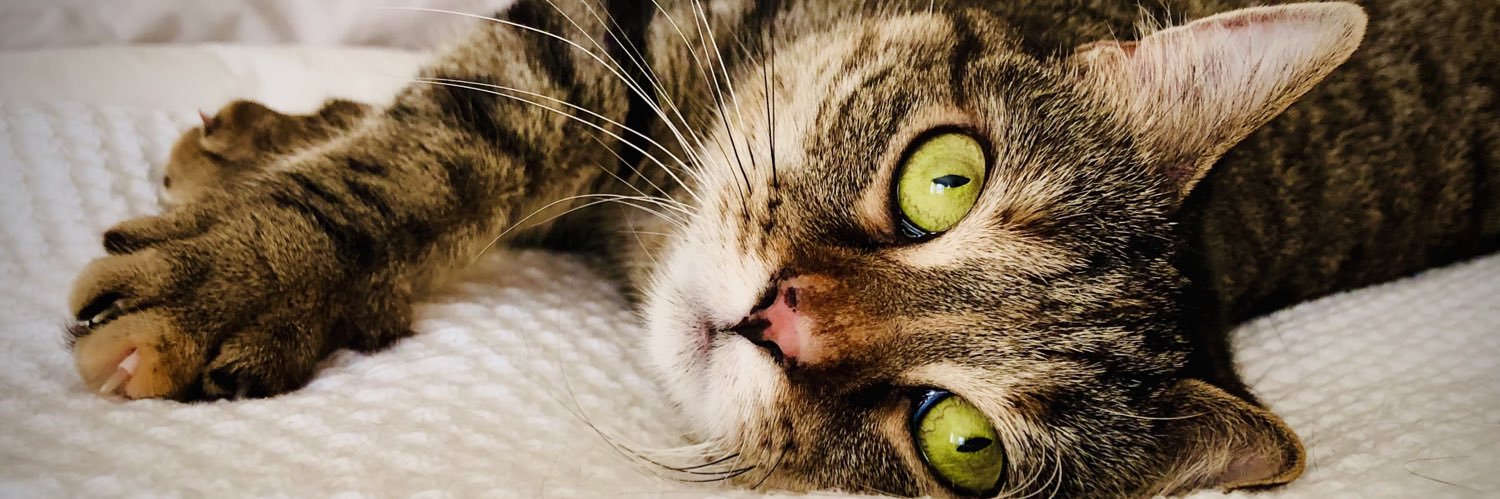 Pickle's banner