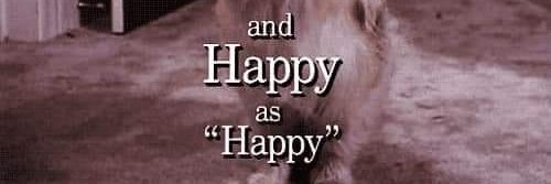 Felice D. Cherryello banner