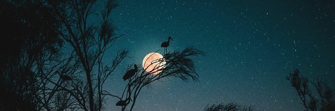 🍂 banner