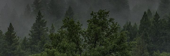 ednirose's profile banner image