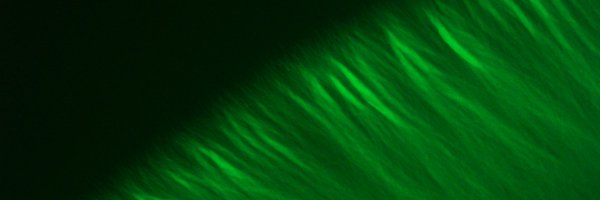 Gavrin_Alex Profile Banner