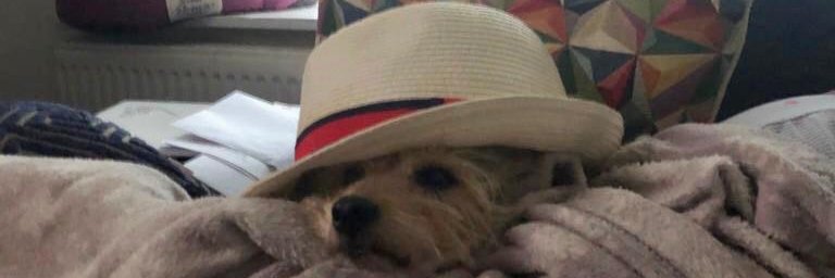 @smartiethedoggo.bsky.social banner