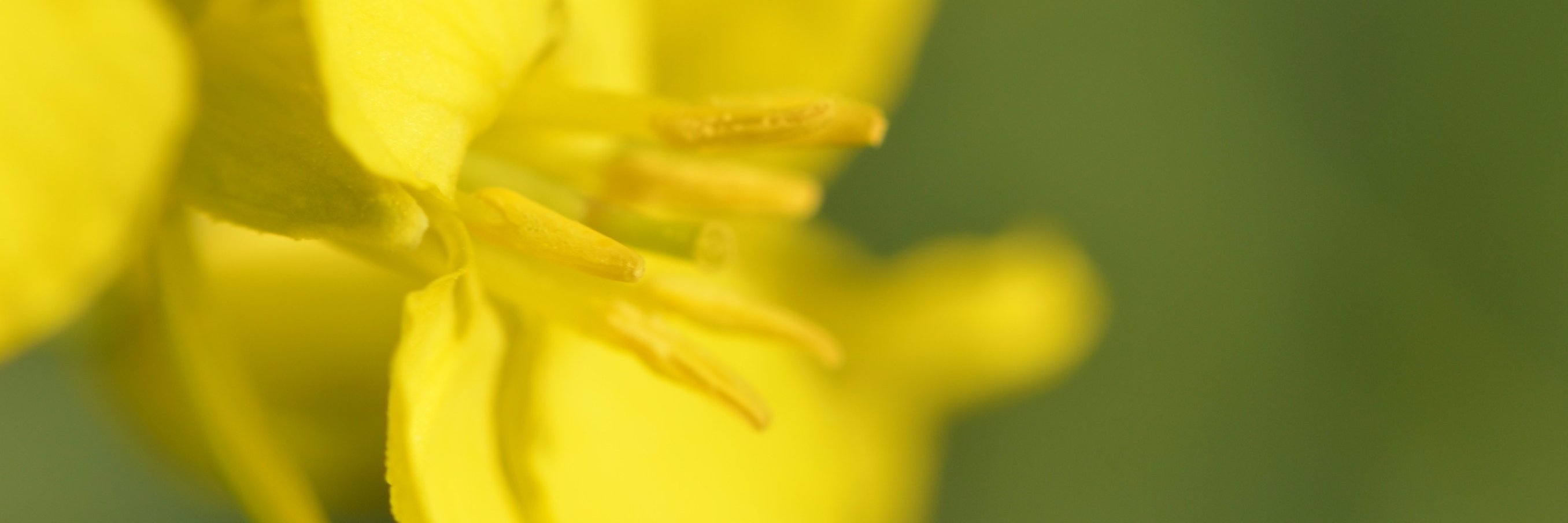 Sebastien Deraeve banner