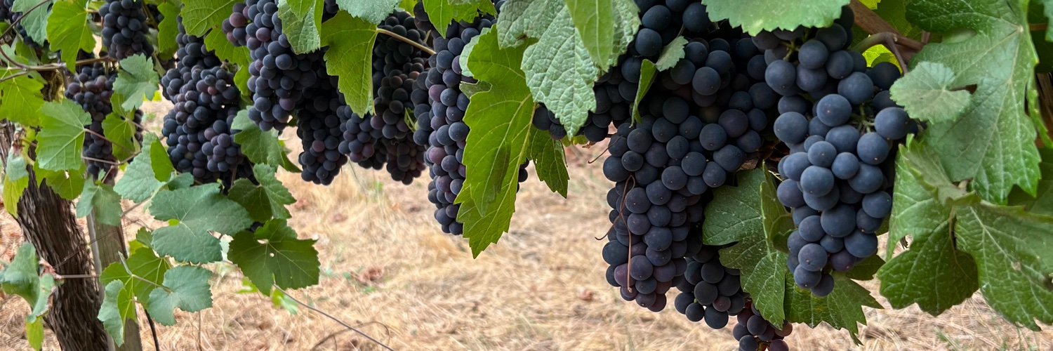 Michael Conlin banner