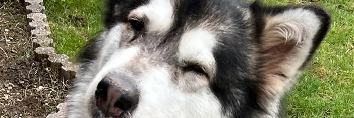 _chachamaruX's profile banner image