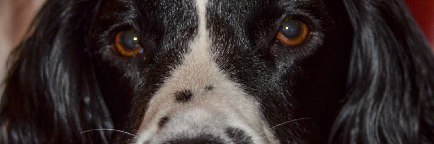 elsadog_'s profile banner image