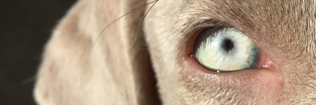 Lea_Fvz's profile banner image