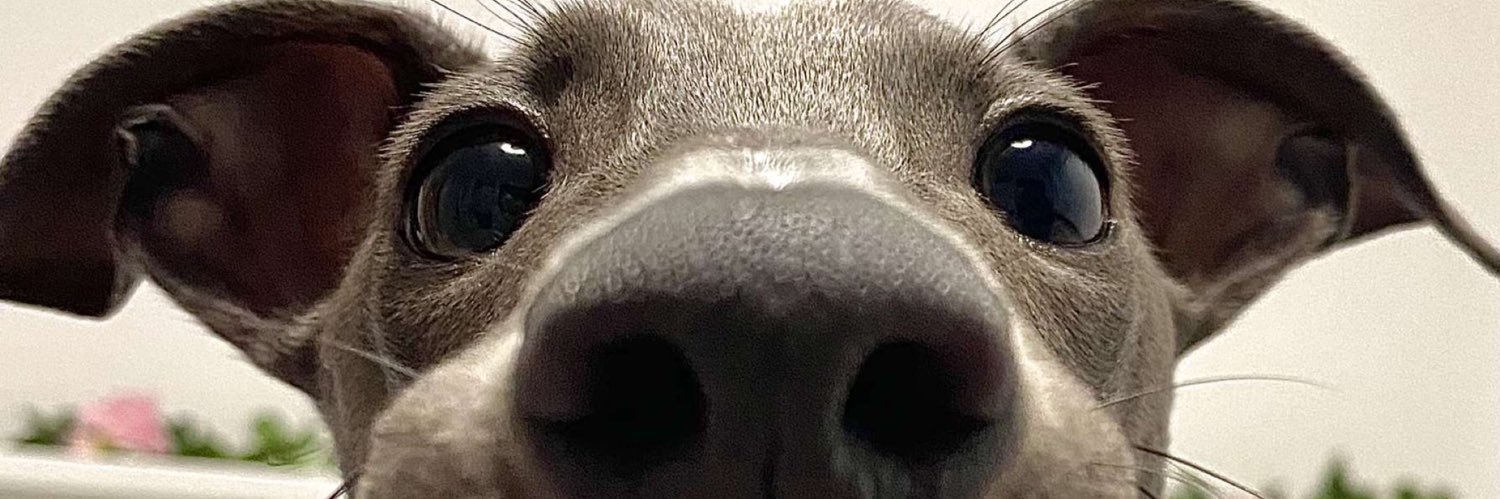 WillMagicJohn's profile banner image